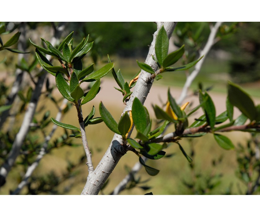 Curl-leaf Mountain Mahogany
